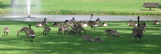 Geese in Lions Park Golden Colorado