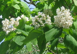 Catalpa Trees Golden Colorado