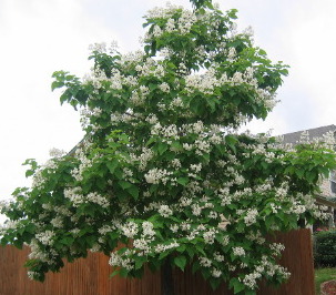 Catalpa Trees Golden Colorado