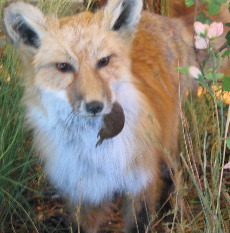 Fox at the Lookout Mountain Nature Center