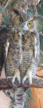 Great horned owl at the Lookout Mountain Nature Center