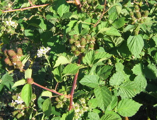 Raspberries along Clear Creek Golden, Colorado