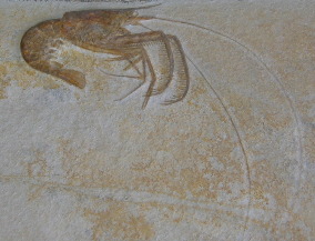 Fossil shrimp