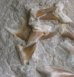 Fossil Sharks Teeth