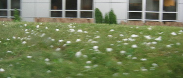 Large hail falling in Boulder, Colorado