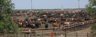 Feed lot East of Greeley Colorado