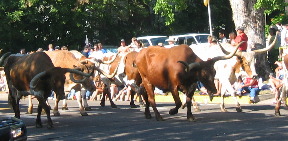 longhourn cattle Greeley Colorado