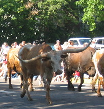 Longhorn Cattle Greeley 4th July Parade