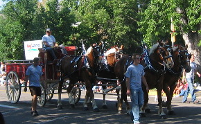 draft horses Greeley Colorado
