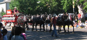 Mule teams pulling wagons Greeley Colorado