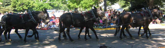 mule team wagon Greeley Colorado