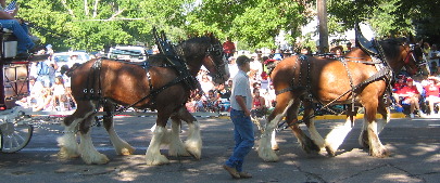 Draft horses Greeley Colorado