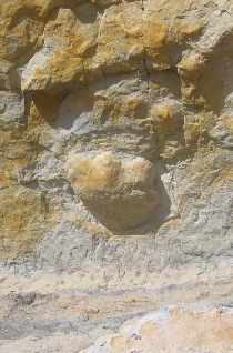 Dinosaur Tracks on Skyline Drive