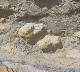 Dinosaur Tracks on Skyline Drive