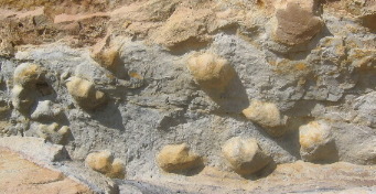 Dinosaur Tracks on Skyline Drive