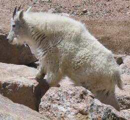 Mountain Goat at summit of Mt Evans