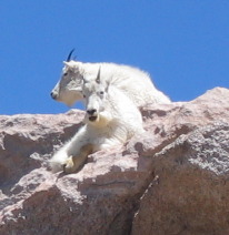 Mountain Goats