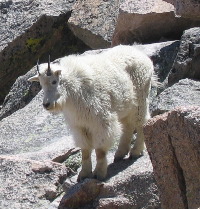 Mountain Goat