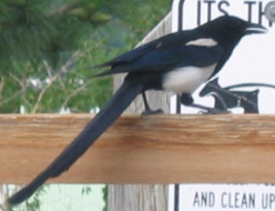 Magpie on Lookout Mountain Golden, Colorado
