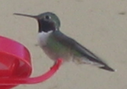Black chinned humming bird at Cedar Rail Campground