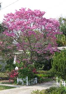 Pink Trumpet tree in full bloom in Mount Dora