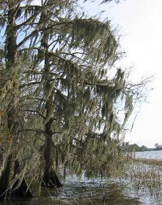 Spanish moss draped cypress along the shore of Lake Dora in Central Florida