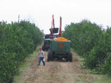 Citrus harvesting equipment in a citrus grove