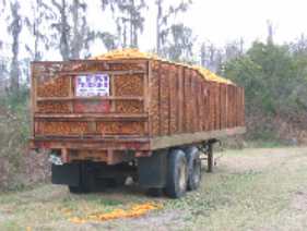 Loaded citrus trailer in staging area near grove
