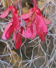 Bright red seeds of the swamp maple juxtaposed against gray Spanish moss