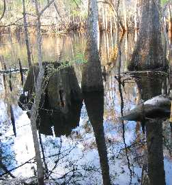 Stump of an ancient cypress exposed in the shallow water of the Suwanee River flood plain