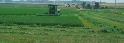Alfalfa is grown with irrigation from the North Platte River around Scotts Bluff
