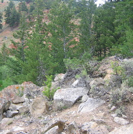 Remnants of Gros Ventre Landslide of 1925