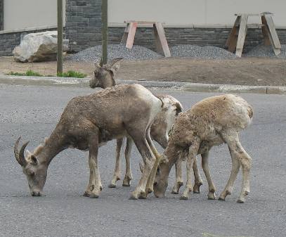Mountain goats at Lake Minnewanka near Banff, Alberta