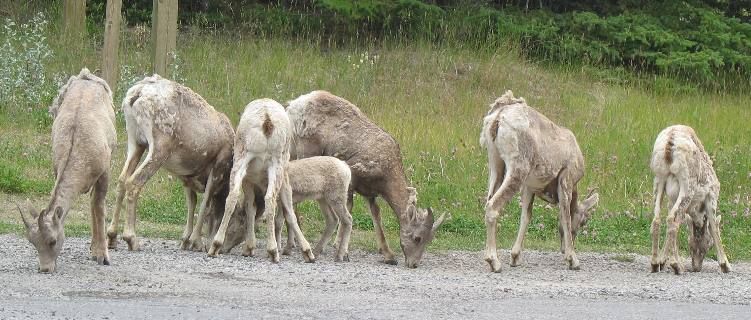 Mountain goats at Lake Minnewanka near Banff, Alberta
