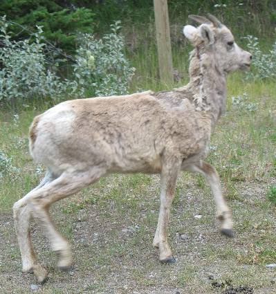 Mountain goats at Lake Minnewanka near Banff, Alberta