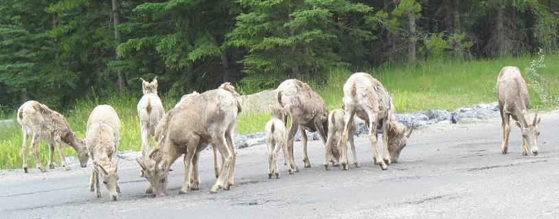 Mountain goats at Lake Minnewanka near Banff, Alberta