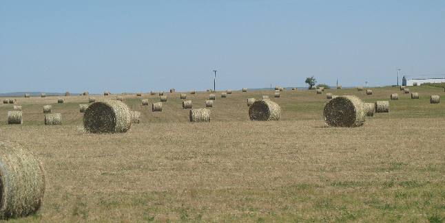 Hay field Hillspring, Alberta