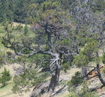 Limber pines