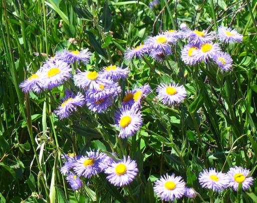 Fleabane in Waterton National Park