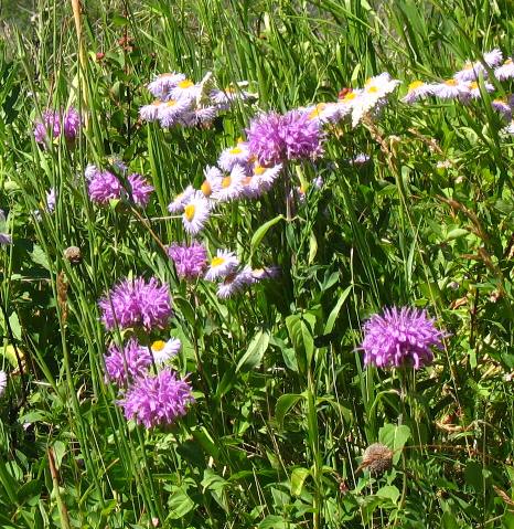 Wildflowers in Waterton National Park