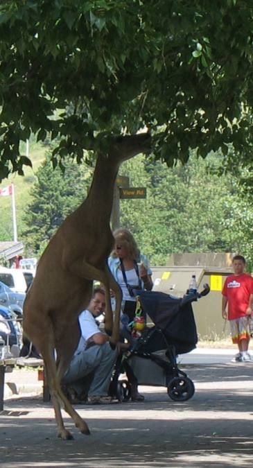 Deer in Waterton Village
