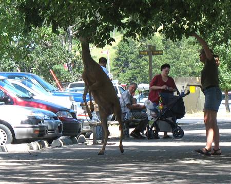 Deer in Waterton Village