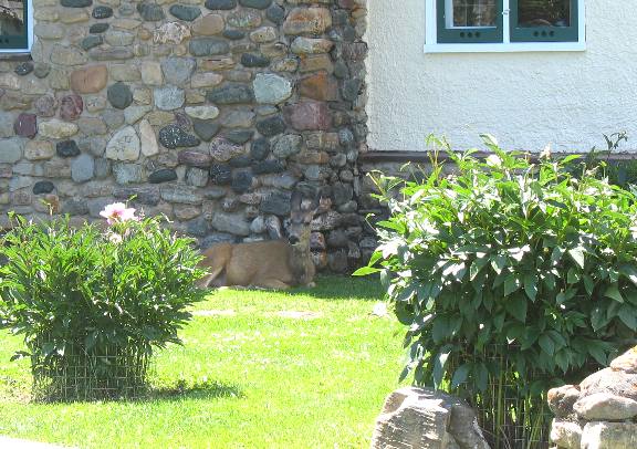 Deer in Waterton Village