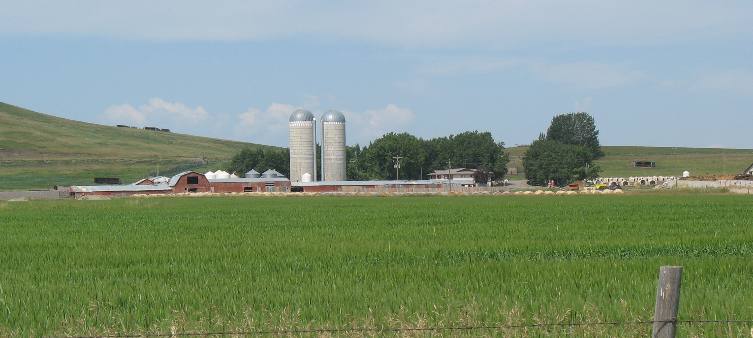 Hill Spring dairy