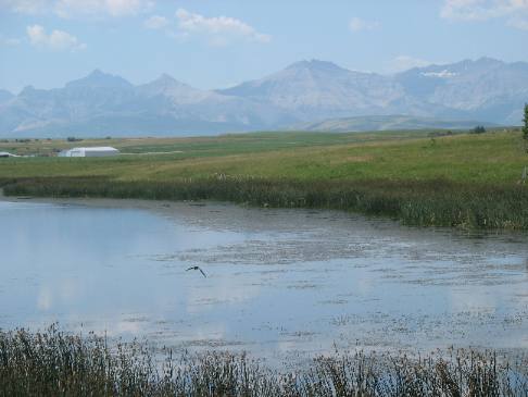 Prairie pothole in Hill Spring, Alberta