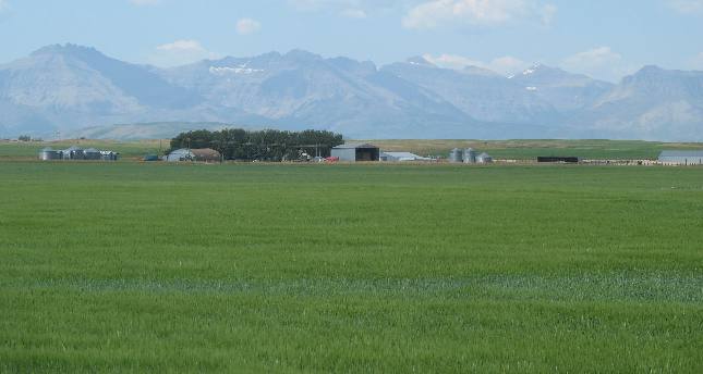 Hill Spring grain field