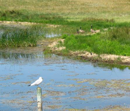 Prairie Pothole Hill Spring, Alberta