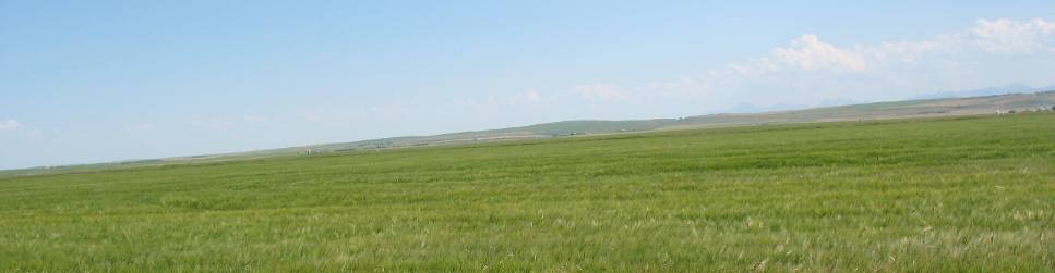 Grain Fields Hill Spring, Alberta
