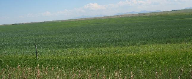 Grain Fields Hill Spring, Alberta