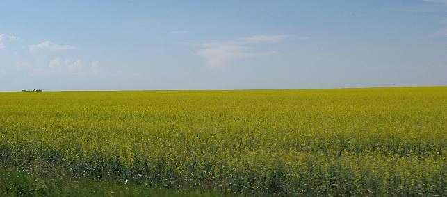 Canola Field Hill Spring, Albeta